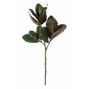 Shishi Listi magnolije 80 cm