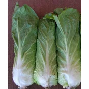 RADIČ PAN DI ZUCCHERO BIG PACK 20gr