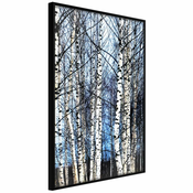 Poster - Winter Birch Trees 30x45