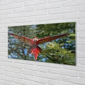 tulup.si Slika na akrilnem steklu Ara papiga 125x50 cm 4 obešalnika