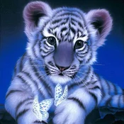 shumee Diamantno vezenje Sweet Tiger 35x35 cm