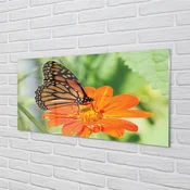 tulup.si Slika na akrilnem steklu Flower pisane metulj 120x60 cm 4 obešalnika