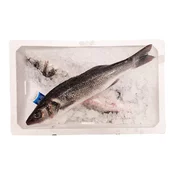 Brancin, neočiščen, 1-1,5 kg, svež