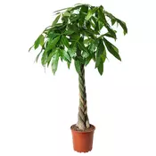 PACHIRA AQUATICA Biljka u saksiji, vodeni kesten, 27 cm