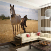 Foto tapeta - Horse and foal 350x270