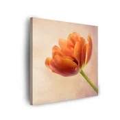 shumee Platno, platno Botanični tulipan 60x60 cm