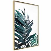 Poster - Evergreen Palm Leaves 20x30