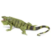 Safari Iguana zelena