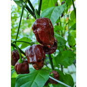 Trinidad Douglah – Sjemenke chili papricica