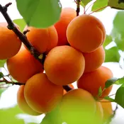 Marelica Stark Early Orange