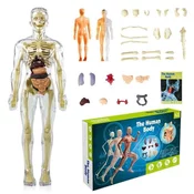 JOJOY 3D model za učenje anatomije človeškega telesa | FLESHTOPIA