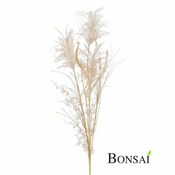 Pampaška trava Miscanthus krem barva - 50 do 75 cm