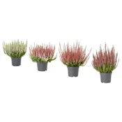 CALLUNA Lončnica, jesenska vresa/različne barve, 13 cm