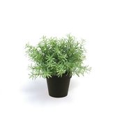 Rožmarin grm 22 cm v črnem lončku - zelena - do 25 cm