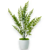 shumee Lončnica - Praprot, zelena lončnica 75 cm