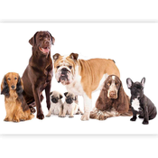 artgeist Fototapeta Dogs, 100x70cm