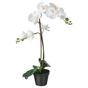 FEJKA Umetna lončnica, orhideja bela, 12 cm