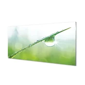 tulup.si Slika na akrilnem steklu Drop trava makro 140x70 cm 4 obešalnika