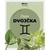Horoskop rastlina: Dvojčka (Potos)
