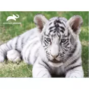 3D puzzle - Bijeli tigar 63 kom