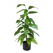Umetna rastlina fikus 60 cm