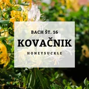 Bachove kapljice 16, Kovačnik - Honeysuckle, 10 ml