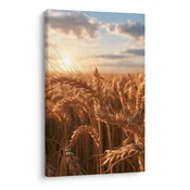 Slika pšenični klasi v večerni svetlobi - 20x30