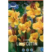 Čebulice Kana Louis Cottin, 3 kosi