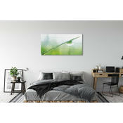tulup.si Slika na akrilnem steklu Drop trava makro 125x50 cm 4 obešalnika