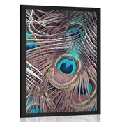 Plakat pavje pero - 60x90 no frame