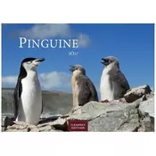 Pinguine Kalender 2027 - Wandkalender | Fotokalender Tierkalender 24x35cm | . mit niedlichen Pinguin-Motiven im antarktischen Le