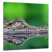 shumee STEKLENA PLOŠČA ZA KUHINJO 60x65 Crocodile
