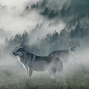 450gWolf of Wilderness Snack-RAW 5 (miks, zamrznjeno posušeni)  za pse