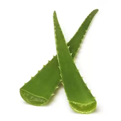 Aloe vera listovi BIO kom