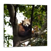 shumee Platno s tiskom Živali Rdeča panda 80x80 cm