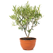 Olive Tree M (Olea Europaea)