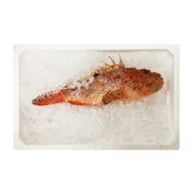 Škarpena, očiščena, 1-2 kg, sveža