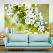 Foto tapeta - Beautiful delicate cherry blossoms 300x231