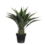 AGAVA V ZELENEM LONCU - H60XD25CM