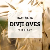 Bachove kapljice 36, Divji oves - Wild Oat, 10 ml