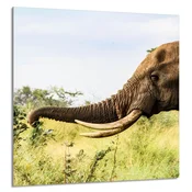 shumee STEKLENA PLOŠČA ZA KUHINJO 60x65 Elephant