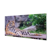 tulup.si Stenska plošča za kuhinjo Tiger v živalskem vrtu 120x60 cm
