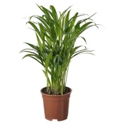 DYPSIS LUTESCENS Lončnica, Zlatolistna palma, 17 cm