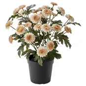 FEJKA Umetna lončnica, notranji/zunanji/krizantema svetlo oranžna, 15 cm
