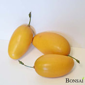 Umetni mango ( 10 kos) 15 cm