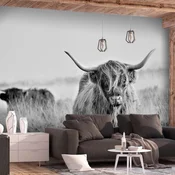 Samoljepljiva foto tapeta - Highland Cattle 294x210