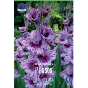 Čebulice Gladiola Passos, 10 kosov