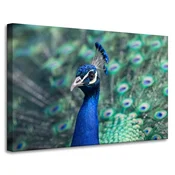 shumee Platno s tiskom Živali Barvit pav 90x60 cm Ptica Indijski pav