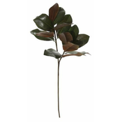 Shishi Magnolija zapusti 88cm