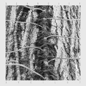 Scarcity - Aveilut (Limited Edition) (LP)